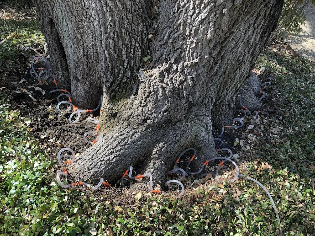 Detailed Tree Cabling and Bracing job site in Soldier
